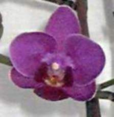 Orchideenblüte.jpg